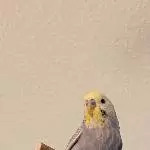 Die hellen Pünktchen *-*