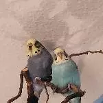 2 Fluffies ♥