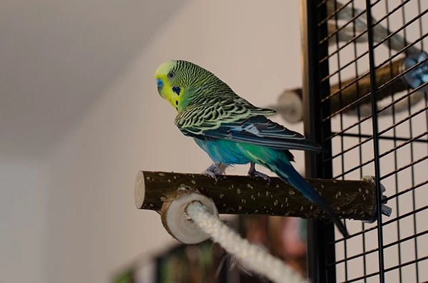 Wellensittich-Bild: Dieter, 4 Jahre alt 