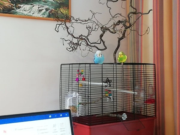 Wellensittich-Bild: Links Mia, rechts Paul
