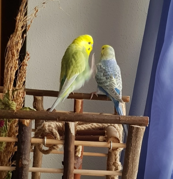 Wellensittich-Bild: Freddy und Toska beim Turteln..