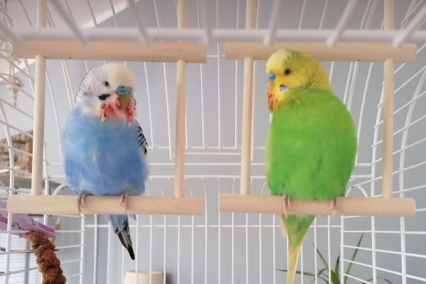 Wellensittich-Bild: Hier seht ihr meine kleines Flauschpopos, mit ihrem kleinen Ampho-Bärtchen. Irgendwie ist es zum Weinen und Lachen gleichzeitig.