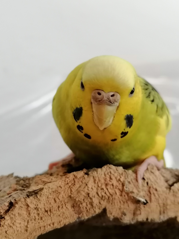 Sunny