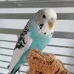 Blue, Henne