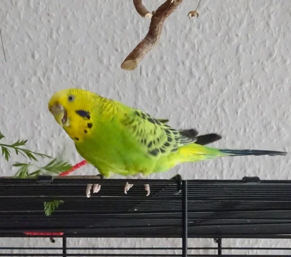 Wellensittich-Bild: Ein Bauch voller Blättchen und ein Lächeln im Gesicht :-D
