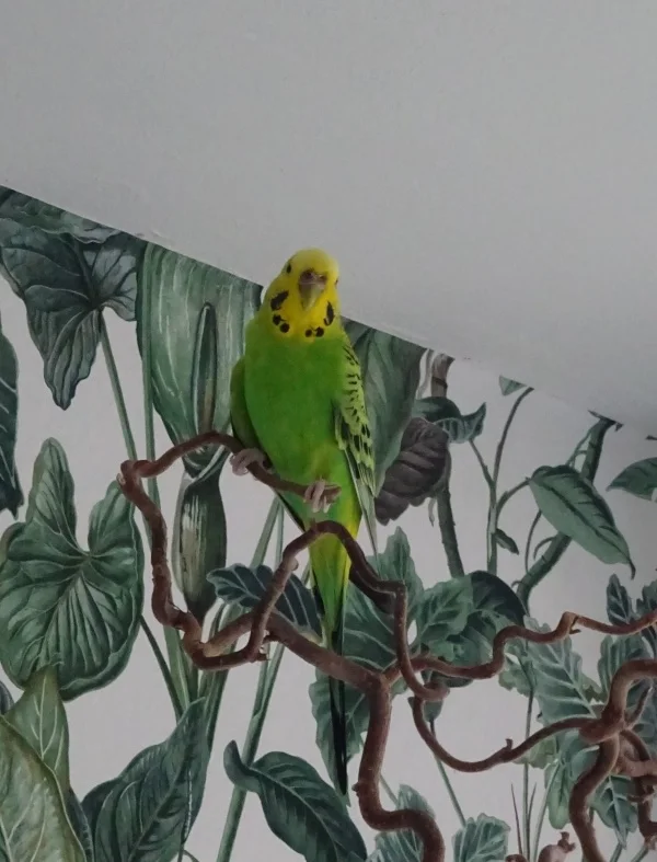 Wellensittich-Bild: Die vorsichtige Kollie traut sich tatsächlich als Erste auf den neuen Vogelbaum!