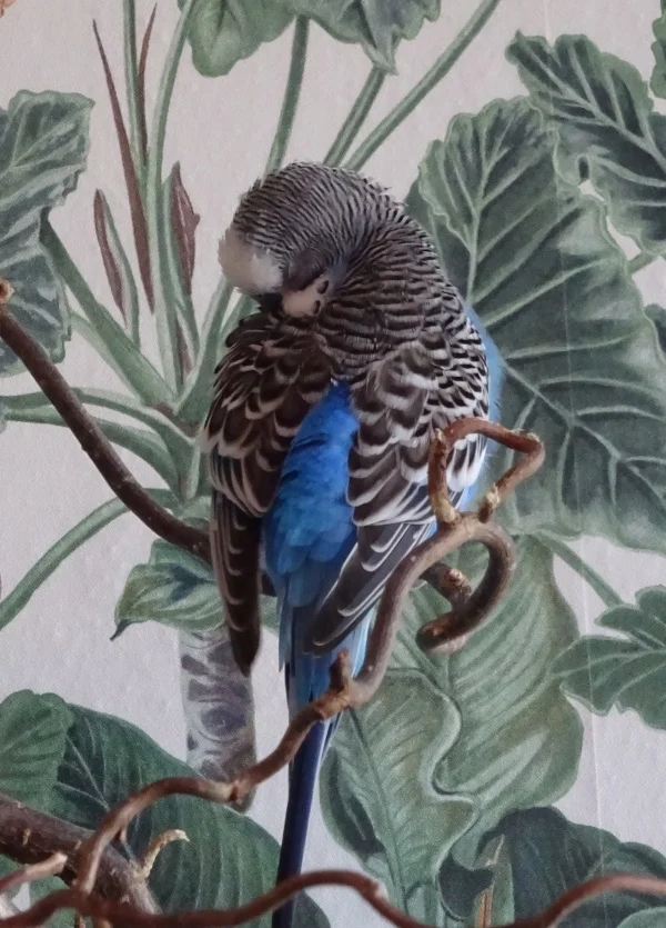 Wellensittich-Bild: Ein ganz zauberhaftes Blau!