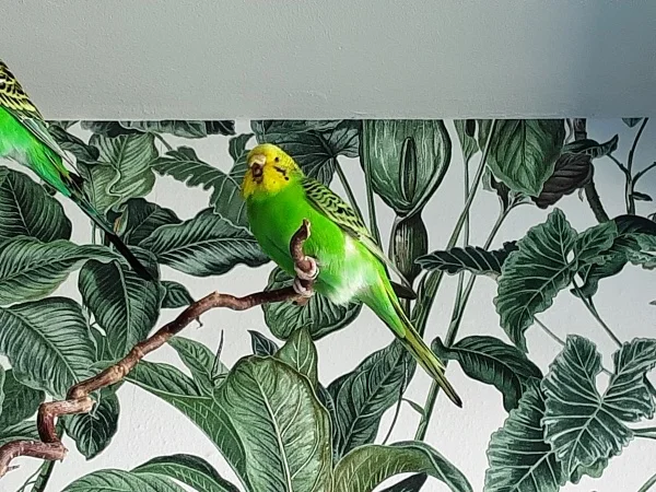 Wellensittich-Bild: Pepper ist eingezogen und das Quartett ist wieder komplett!