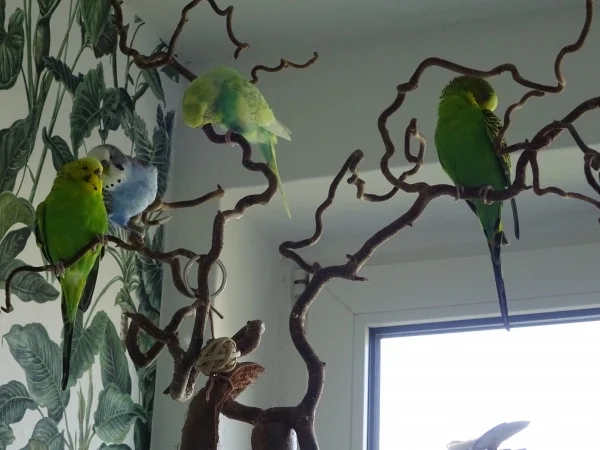 Wellensittich-Bild: Wir beide nehmen die Wohnung hier, Günni und Hupe kriegen den Ast auf dem Käfig!