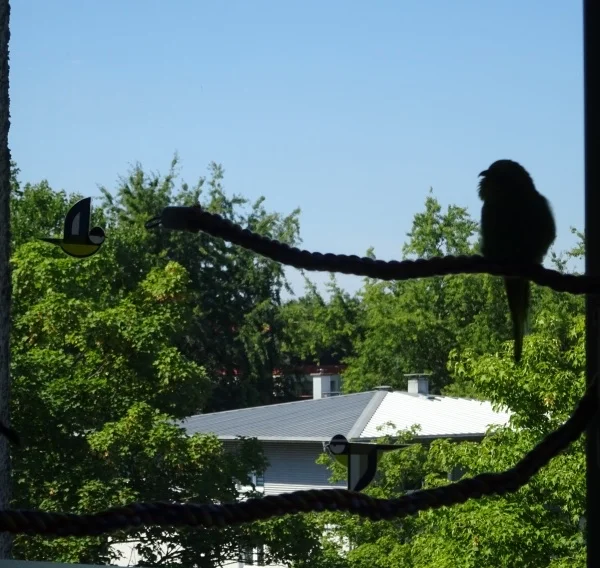 Wellensittich-Bild: Neuerdings kann man hier den Abend auch auf der Sitzseil-Veranda ausklingen lassen.