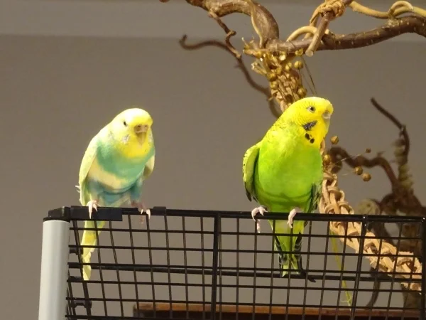 Wellensittich-Bild: Meine beiden Neuzugänge, zwei Abgabemädels.