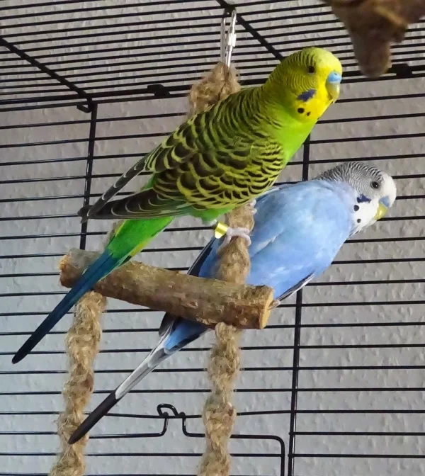Wellensittich-Bild: Irgendwie läuft immer kurz My heart will go on in meinem Ohr, wenn die beiden so an der Schaukel hängen.