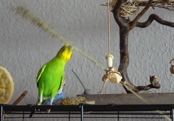 Guenni