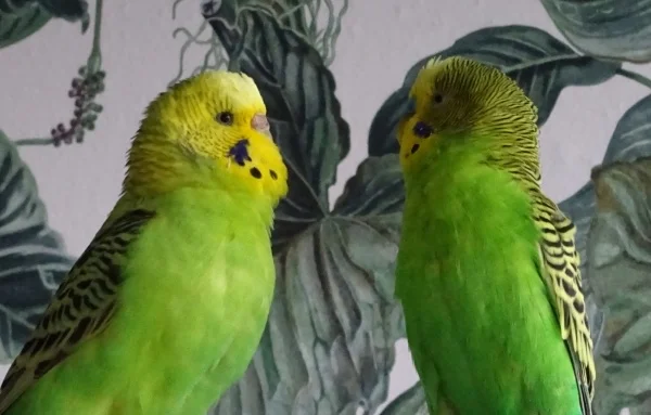 Wellensittich-Bild: Pepper schmeißt sich an Günni ran