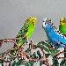 Kollie und die Jungs