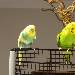 Hupe und Kolli
