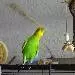 Guenni