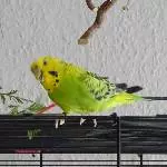 Kollie im Möhrchengrünrausch