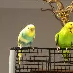 Hupe und Kolli
