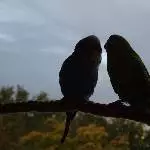Frühlingsgefühle im Herbst