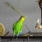 Wenn das Essen sich bewegt
