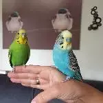 Pfeffi und Kiwi