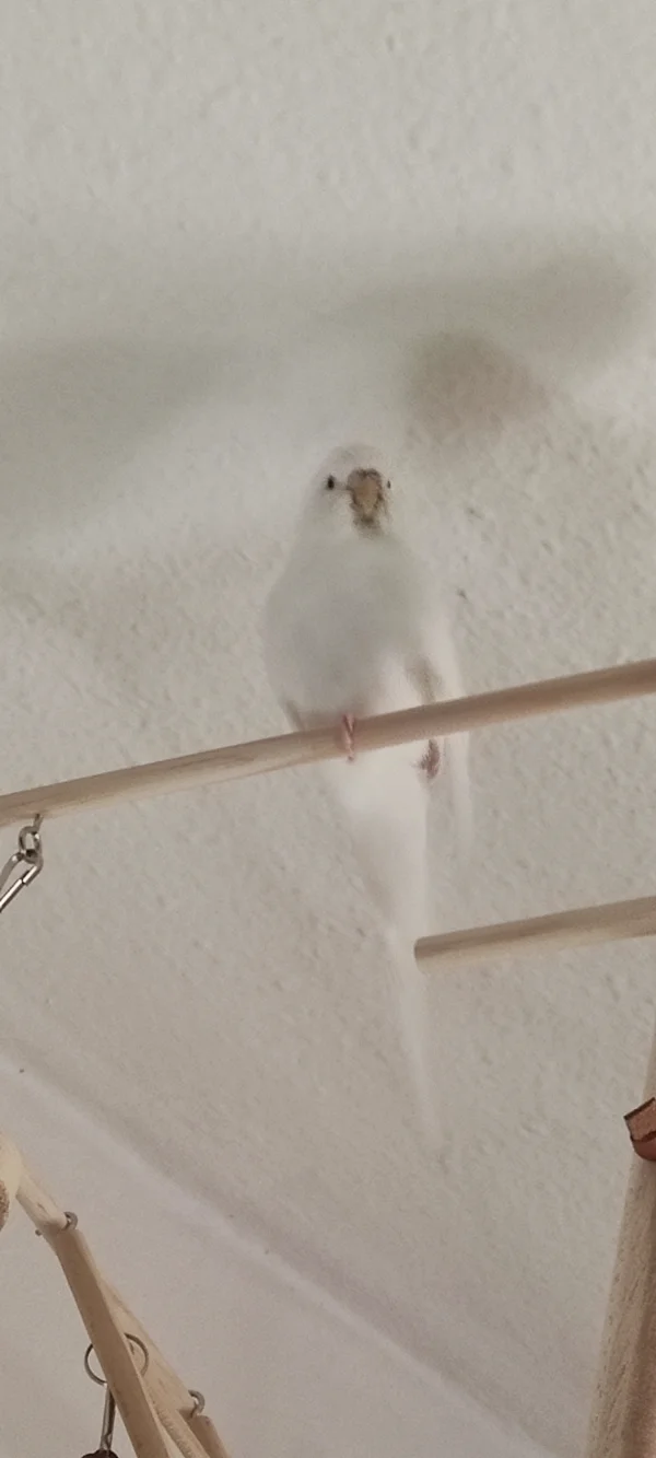 Wellensittich-Bild: Bunny hat sich aus den Käfig getraut