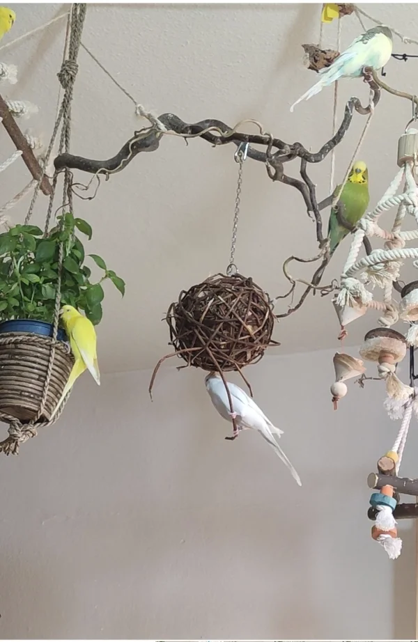 Wellensittich-Bild: Bugs frisst und schmeißt Erde und Bunny rupft den Weidenring 
