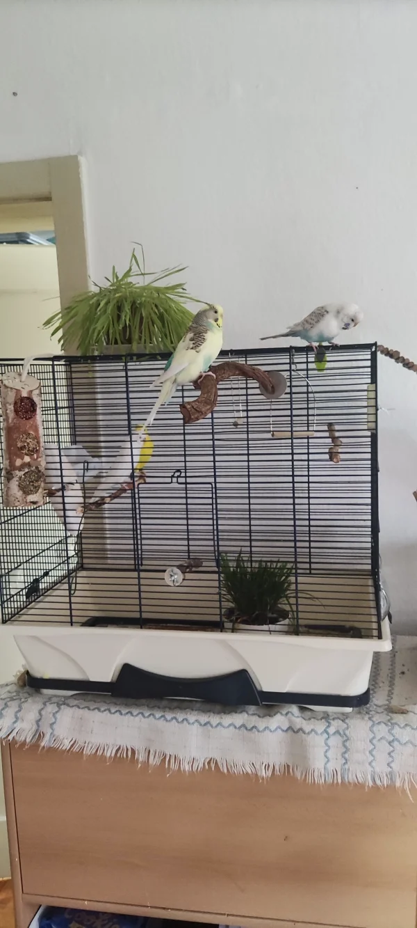 Wellensittich-Bild: Susi und Lienchen sind neugierig wer da neu dazu gekommen ist ????☺️