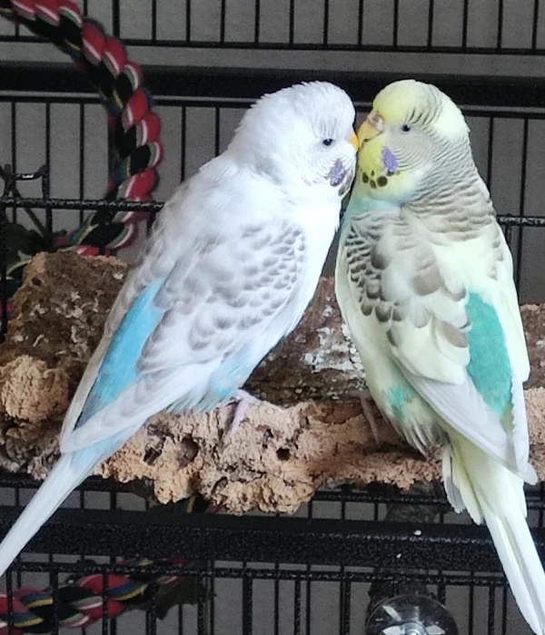 Wellensittich-Bild: Sie lieben sich einfach 
Susi und Lienchen