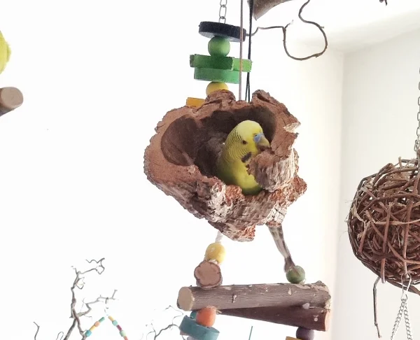 Wellensittich-Bild: Pünktchen hat Spaß am Zerstören