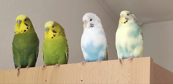 Wellensittich-Bild: Erster gemeinsamer Ausflug alle geordnet auf den Schrank gesetzt