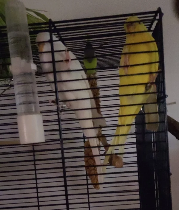 Wellensittich-Bild: Bugs und Hanna 
