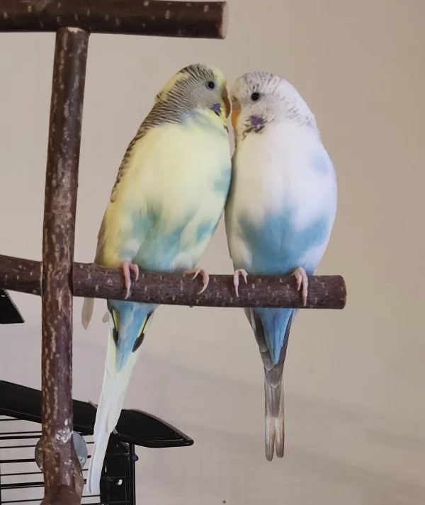 Wellensittich-Bild: Schmusen nach dem Aufstehen ist doch das schönste