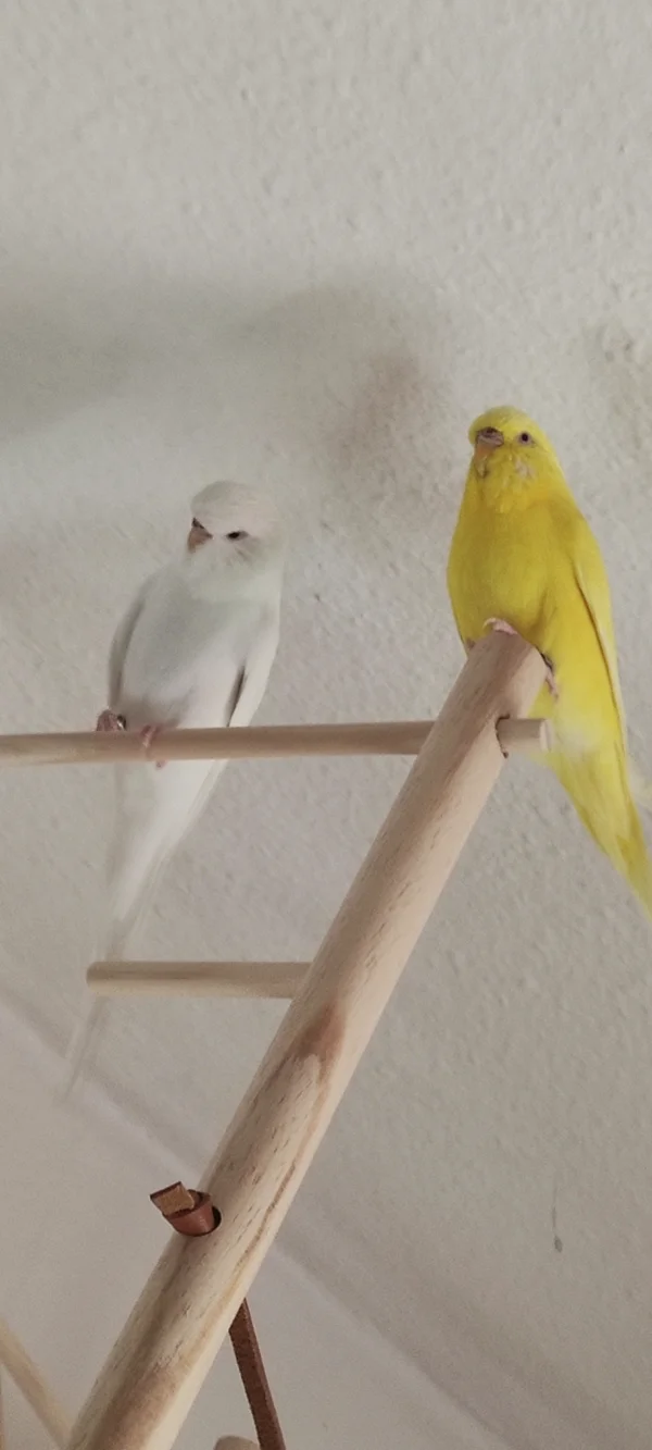 Wellensittich-Bild: Bunny ist neugierig beim 1. Ausflug