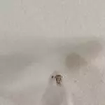 Bunnys erster Freiflug 