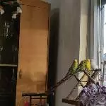 Meine Flauschies