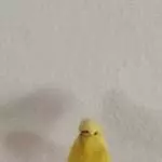 Bugs erster Freiflug