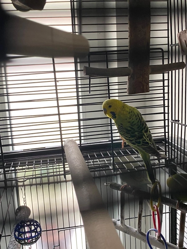 Wellensittich-Bild: Polo bei seiner kleinen, morgendlichen Tour durch den Käfig eher er sich zum Freiflug bereit macht. :)