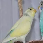 Kiwi und Krümmel