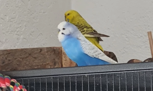 Wellensittich-Bild: Schwarmpapa Hansi beim Zwitschern.