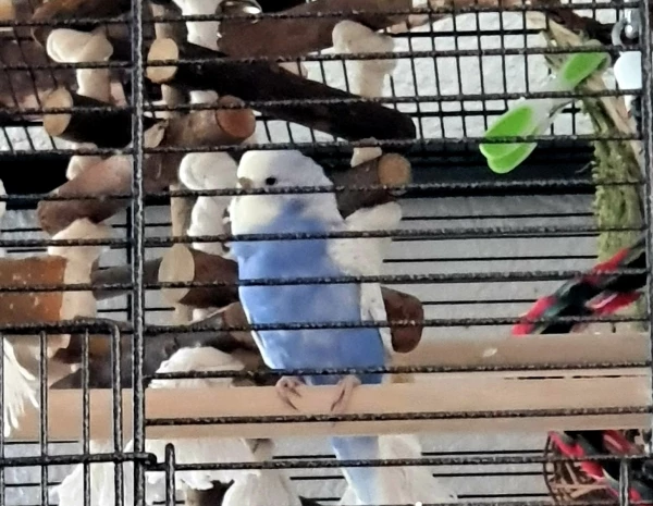 Wellensittich-Bild: Die Kleine zufriedene Yuki.
