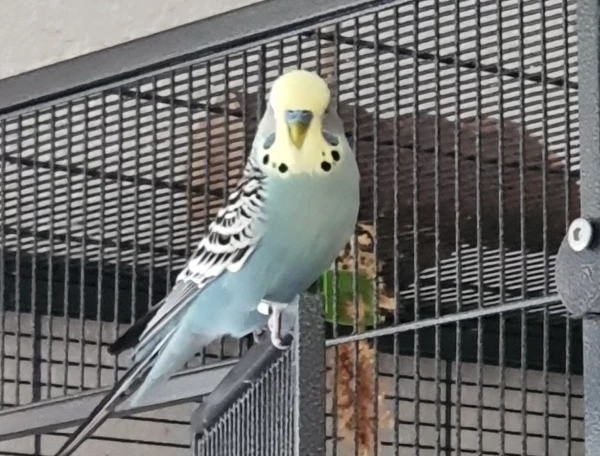 Wellensittich-Bild: Stolzer Freddy beim Freiflug.