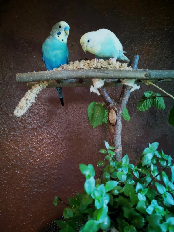 Wellensittich-Bild: Frühstück ist die wichtigste Mahlzeit des Tages.
(Neben Mittagessen, Abendessen und Snacks)