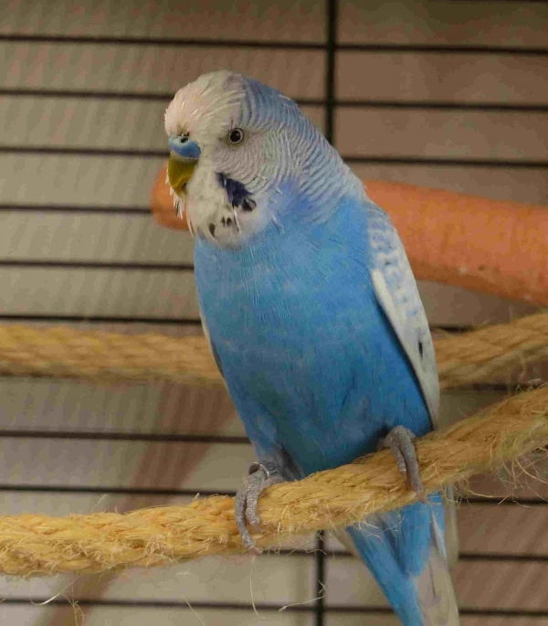 Wellensittich-Bild: eigentlich gehts mir gut :) Aber ich bin soo allein :(