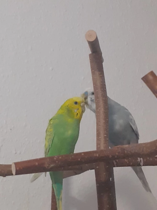 Wellensittich-Bild: Finja und Sammy, meine 2 Kuschelmäuse.