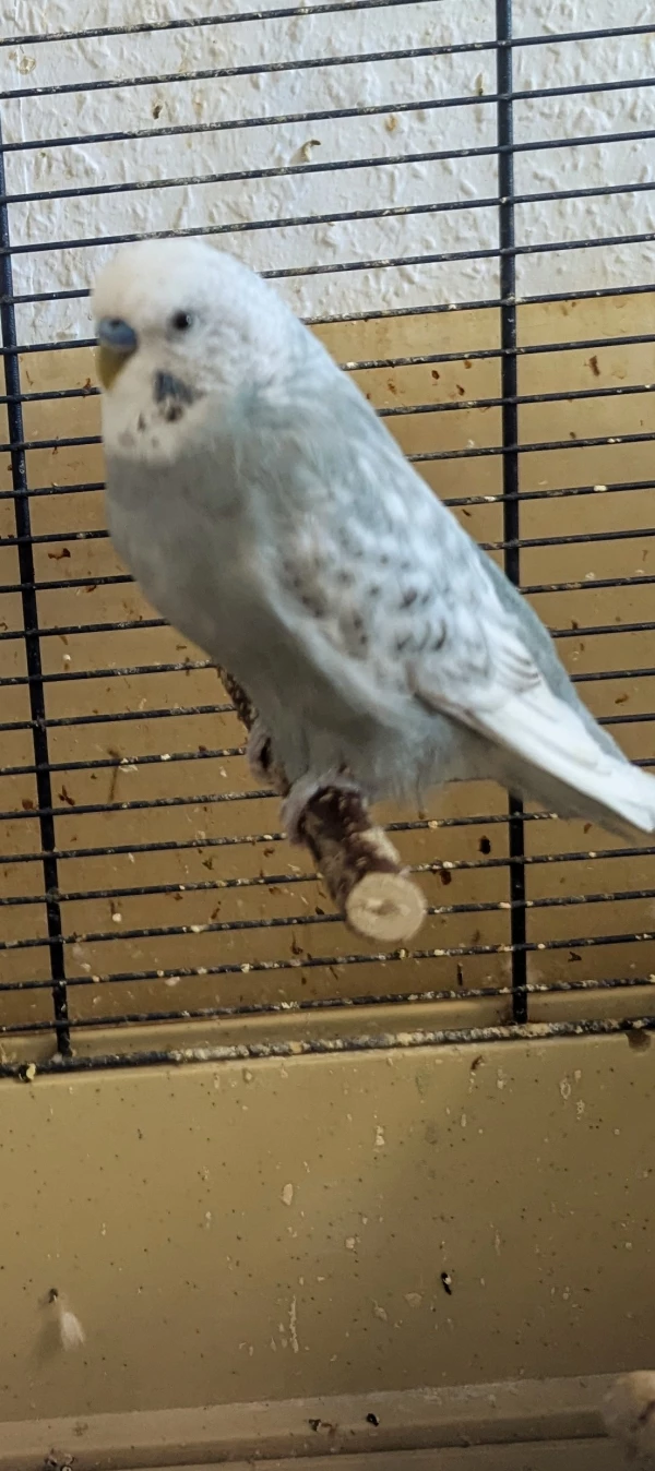 Wellensittich-Bild: Mein Hahn Sammy, der Dritte im Bunde.