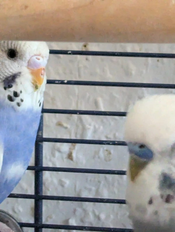 Wellensittich-Bild: Snow und Sammy vielleicht werden Sie ja ein Pärchen.
