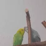 Finja und Sammy