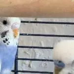 Snow und Sammy